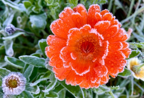 Adventstürchen am 15.12.2025 um 18 Uhr